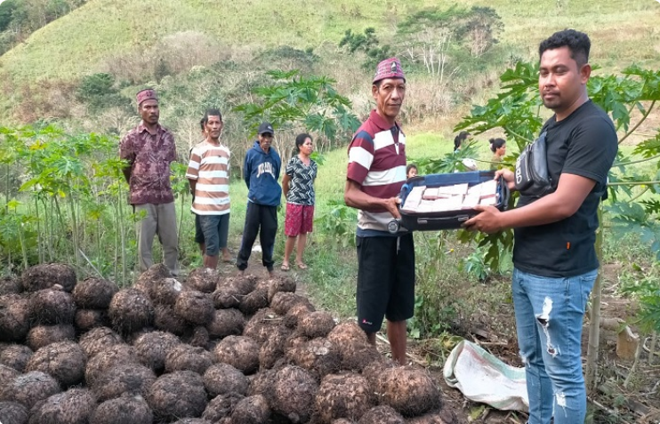 Petani Porang di Manggarai Timur Panen Uang Rp 9 Miliar