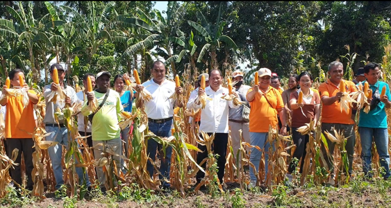 Panen Jagung Varietas Lamuru di Balai Benih Induk Tarus: Mendukung Ketahanan Pangan NTT