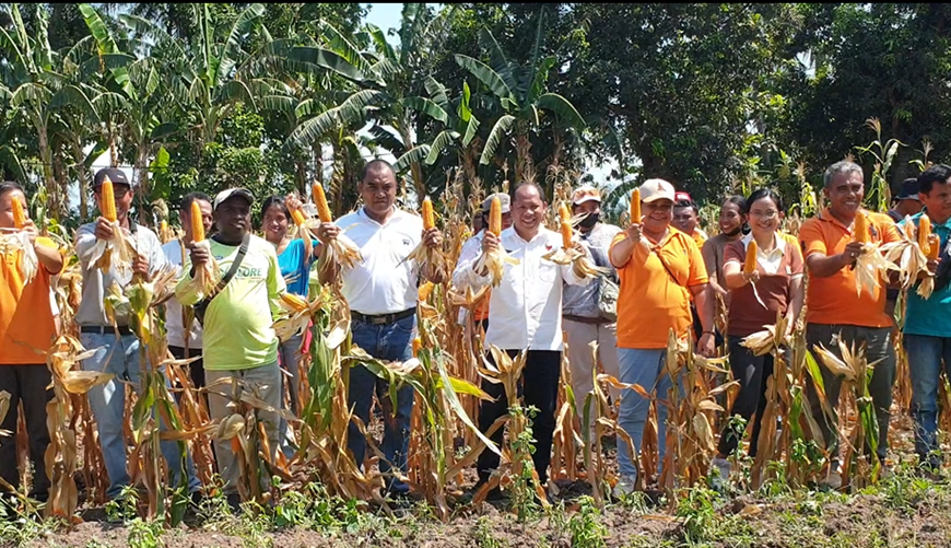 Panen Jagung Varietas Lamuru di Balai Benih Induk Tarus: Mendukung&hellip;