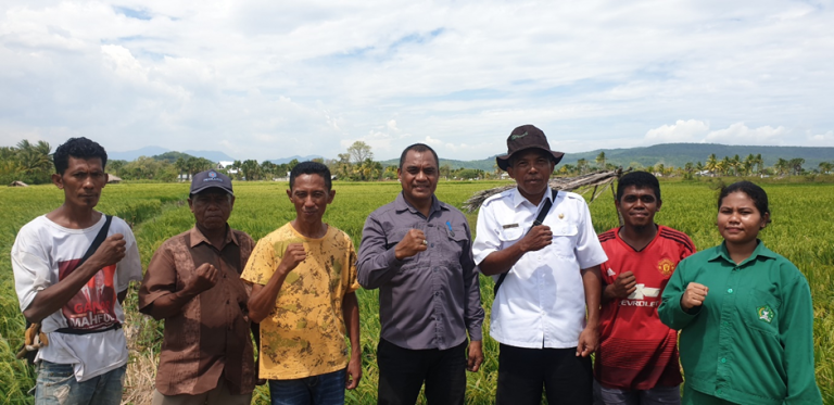 Kolaborasi Pemerintah dan Petani di Amanuban Selatan: Mendukung Ketahanan Pangan dan Pengembangan Beras Nona Bena