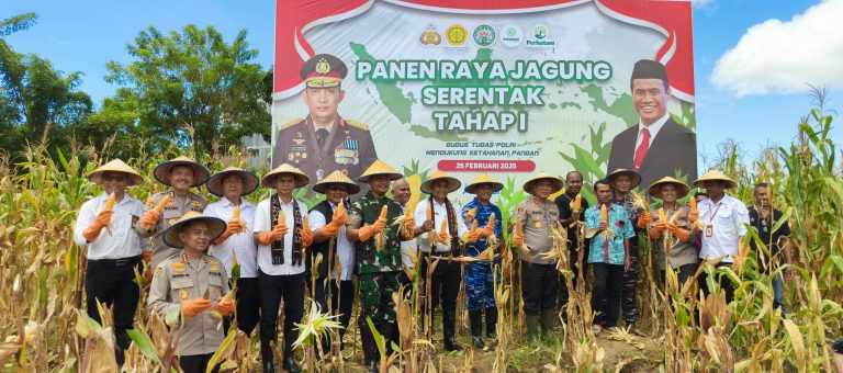 Panen Raya Jagung Serentak di NTT: Meningkatkan Ketahanan Pangan dan Pemanfaatan Lahan