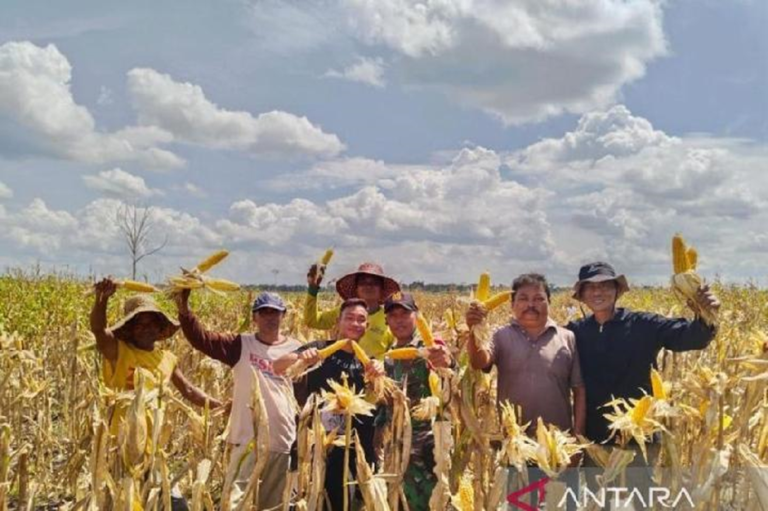 Food Estate 4 Juta Hektare Masuk RPJMN, Bidik Produksi Beras 10 Juta Ton hingga 2029