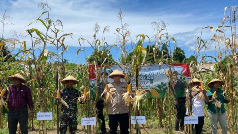 Panen Raya Jagung, Polres Ende Dapat Hasil Delapan Ton Lebih