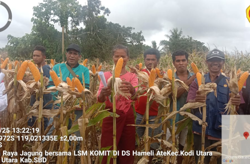 Panen Jagung Hibrida Nk Sumo Dan Pelatihan Pasca Panen Di…
