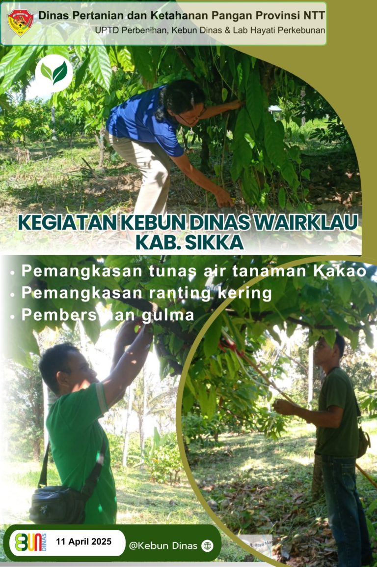 UPTD. Perbenihan Kebun Dinas & LAB Hayati Perkebunan (Kebun Dinas Eban, Alor, Ende, Waikadada, Hameli dan Sikka)