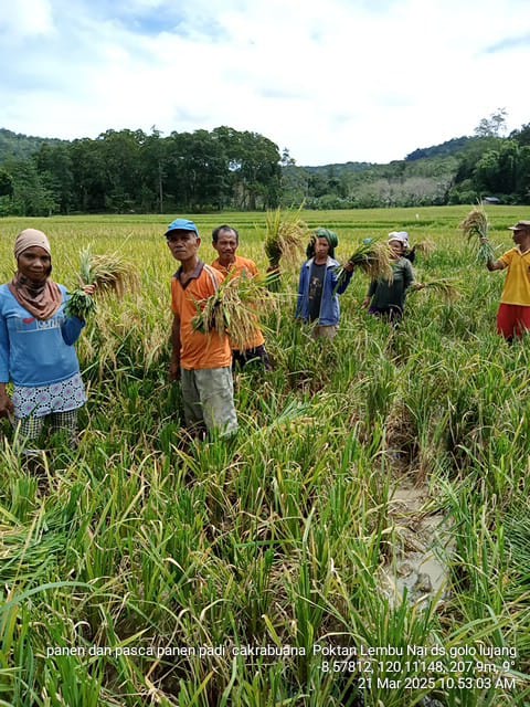 Poktan Lembu Nai desa Golo Lujang Panen dan Pasca Panen Padi Cakrabuana Kecamatan Boleng Kabupaten Manggarai Barat