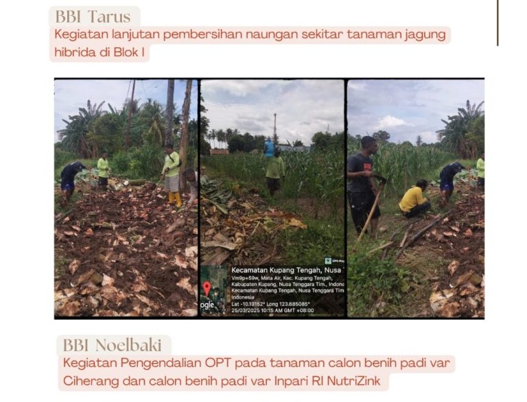 UPTD. Perbenihan, Kebun Dinas dan Lab Hayati Perkebunan (serba-serbi kegiatan BBH)