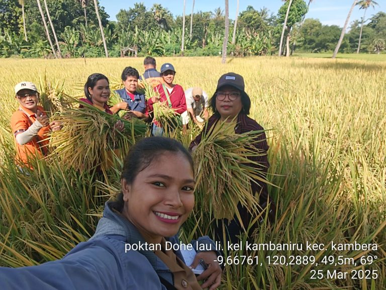 Poktan Dohe Lau Li Panen Padi di Kelurahan Kambaniru Kecamatan Kambera Sumba Timur