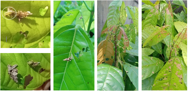 Identifikasi dan Pengendalian Hama Ulat Kantong (bagworm) pada Tanaman Kakao di Nurseri UPTD. PKDLHP