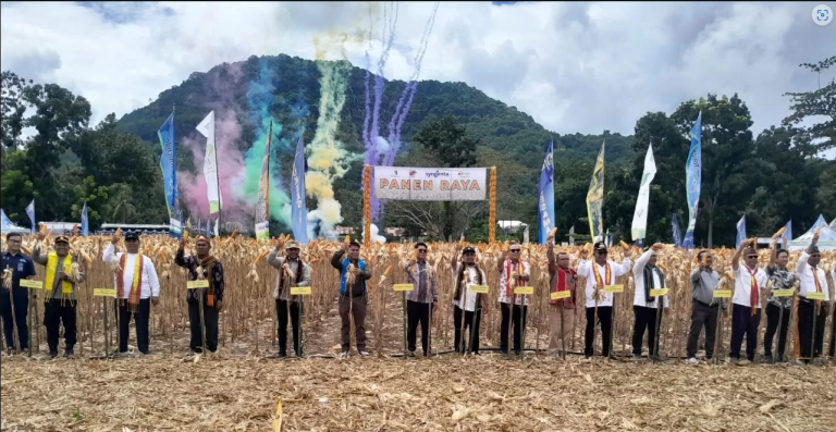 Panen Raya Jagung di Seminari Kisol, Bukti Sukses Kolaborasi Lintas Sektor di Matim