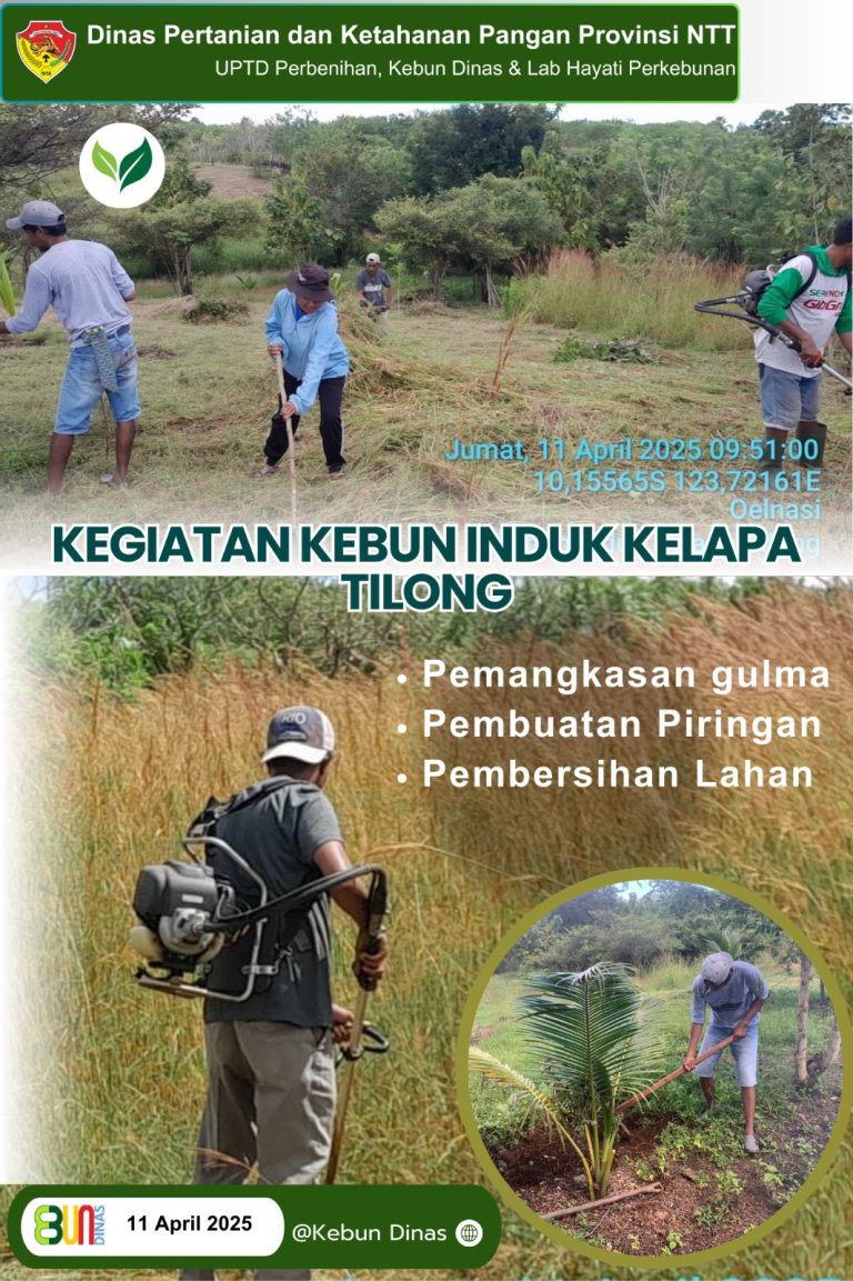 Pemeliharaan Kebun Induk Kelapa Tilong oleh UPTD Perbenihan dan Kebun Dinas NTT