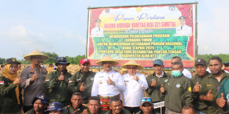 Panen Perdana Jagung Hibrida, Petani Pantar Tengah Siap Sambut Swasembada