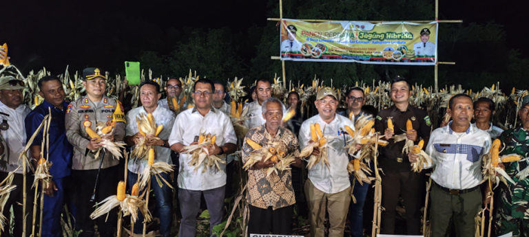 Gubernur Melki Panen Jagung Perdana di Lembata, Dorong Swasembada Pangan dan Produk Unggulan Desa