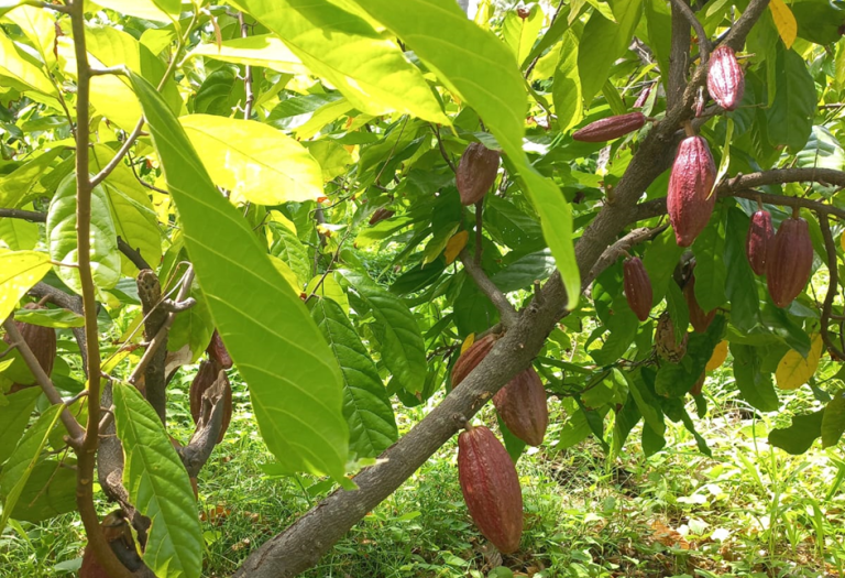 Sinergi APH Trichoderma, Irigasi Tetes, dan Pemupukan NPK Mendukung Keberlanjutan Kakao di Kebun Dinas Wairklau