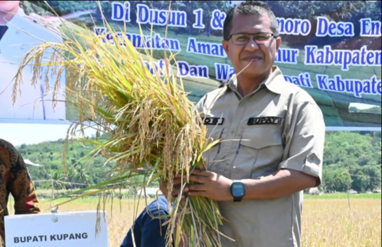 Siap Wujudkan Swasembada Pangan, Bupati Kupang, Yos Lede Panen Raya Di Amarasi Timur