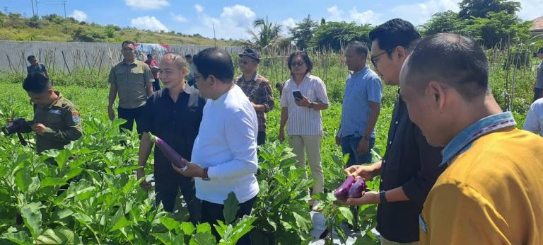 Bupati dan Wakil Bupati bersama Kapolres dan Perwakilan KODIM 1601 melaksanakan panen Bersama pada lokasi Demplot Polres Sumba Timur