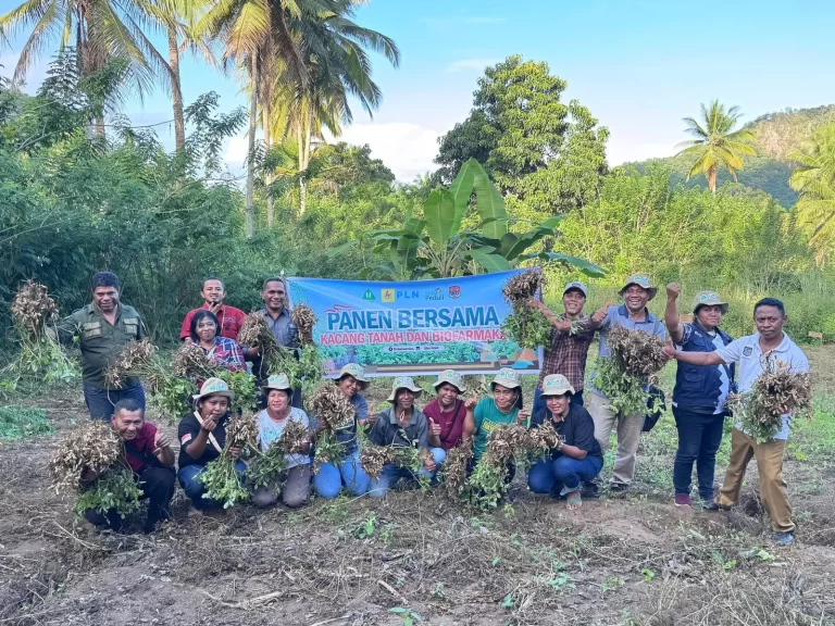 Kelompok Tani Nubahaeraka di Sekitar PLTP Atadei Sukses Panen Kacang Tanah Hingga 5 Ton