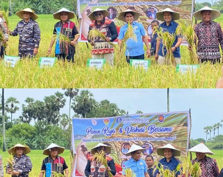 Gubernur NTT Melki Laka Lena Hadiri Kegiatan Panen Raya Padi…