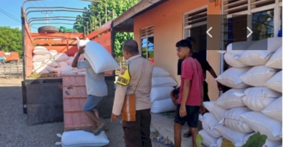 Bulog NTT Angkut 33,7 Ton Jagung Petani Dari Desa Pantulan, Harga Beli Rp 5.500/Kg
