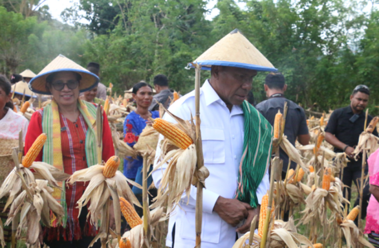 Dukung Swasembada Pangan, Wakil Gubernur NTT, Johni Asadoma Panen Raya Jagung Bersama di Desa Letneo, Kecamatan Insana Barat