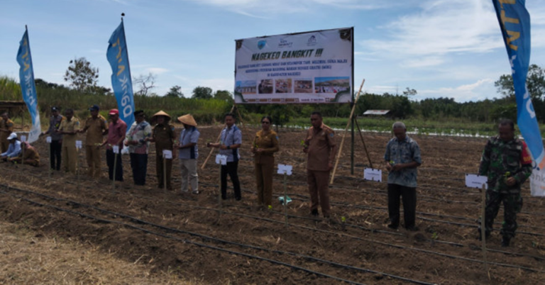 Disponsori Bank NTT, Pemkab Nagekeo Tanam Perdana Hortikultura Pasok Bahan Pangan MBG