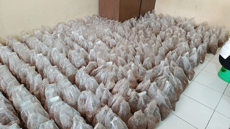 UPTD PKDLHP NTT Layani Permintaan APH Kabupaten Nagekeo: 300 Kg Beauveria bassiana  untuk Hama Kakao dan 100 Ekor Baculovirus untuk Oryctes Kelapa