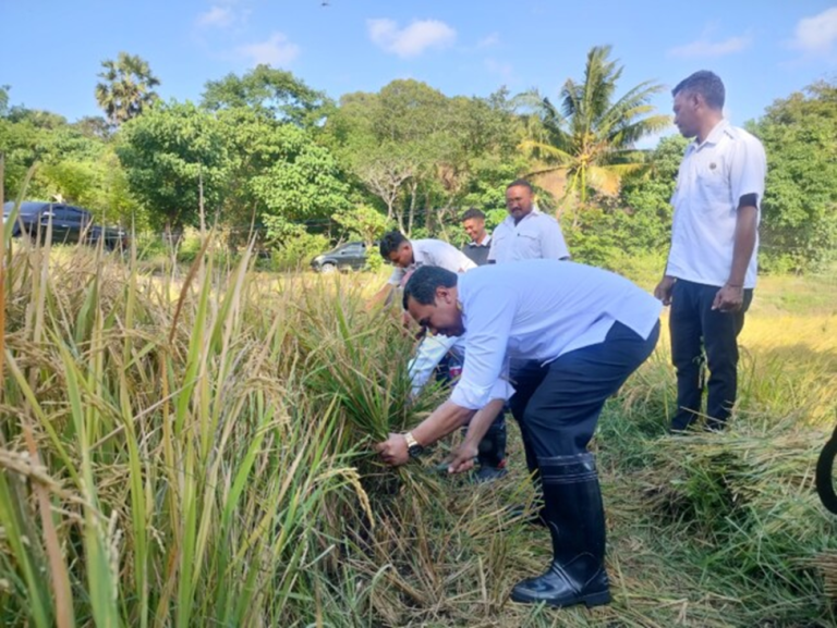 Bupati Sabu Raijua Hadiri Panen Raya Padi Bersama Kelompok Tani Fara Mandiri