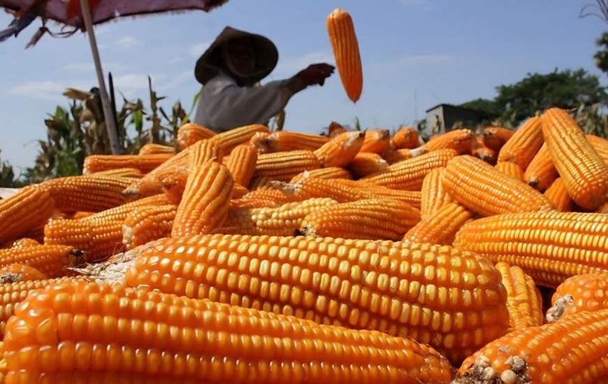 Isi Lengkap Instruksi Prabowo Soal Cadangan Jagung Pemerintah