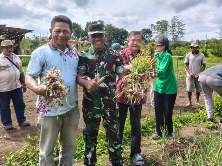 Dandim 1613/Sumba Barat Hadiri Panen Bersama Bawang Merah di Kelurahan Weekarou