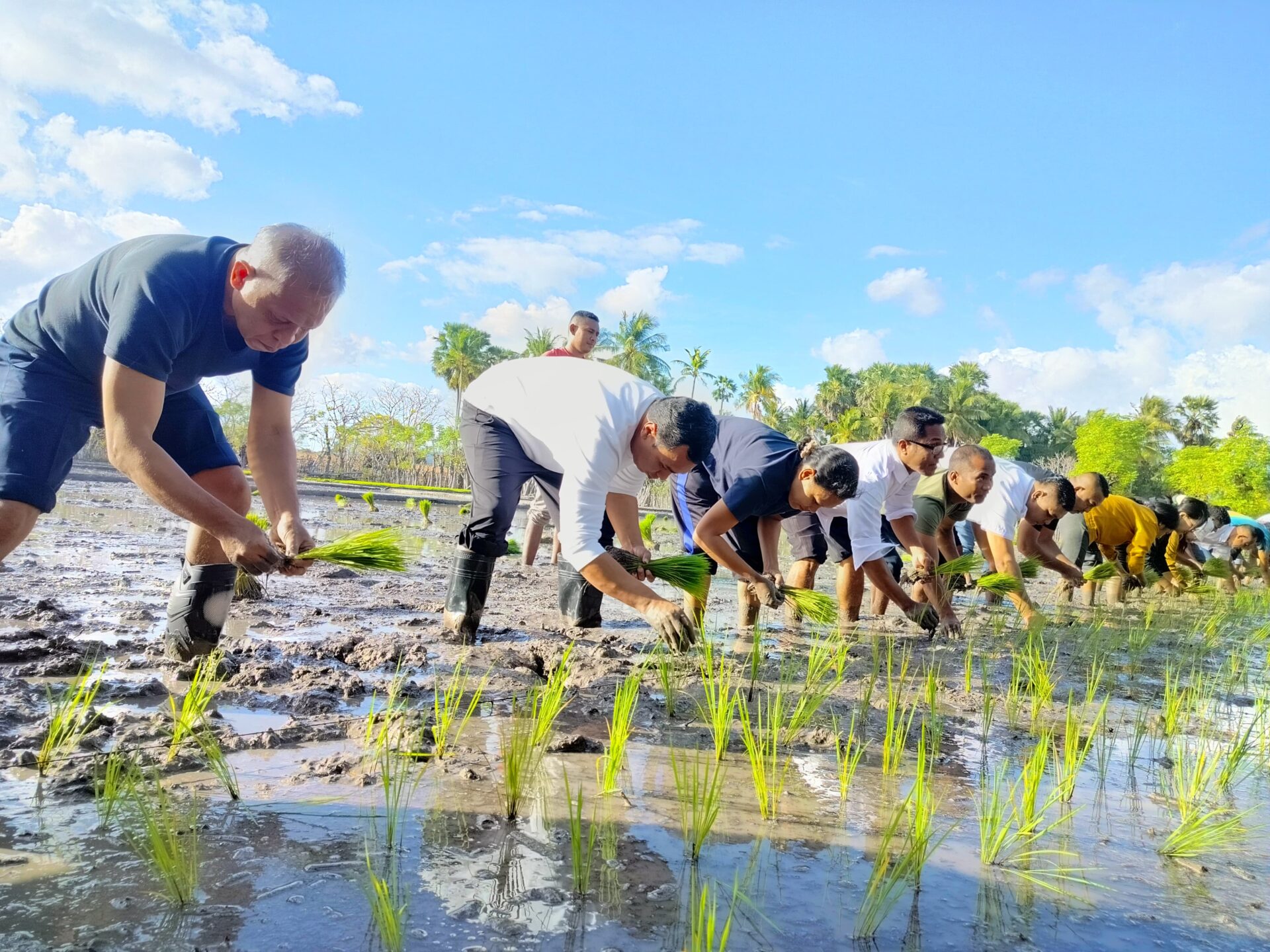 Wujudkan Komitmen Swasembada Pangan, Bupati Sabu Raijua Tanam Padi Bersama Petani di Desa Raemadia