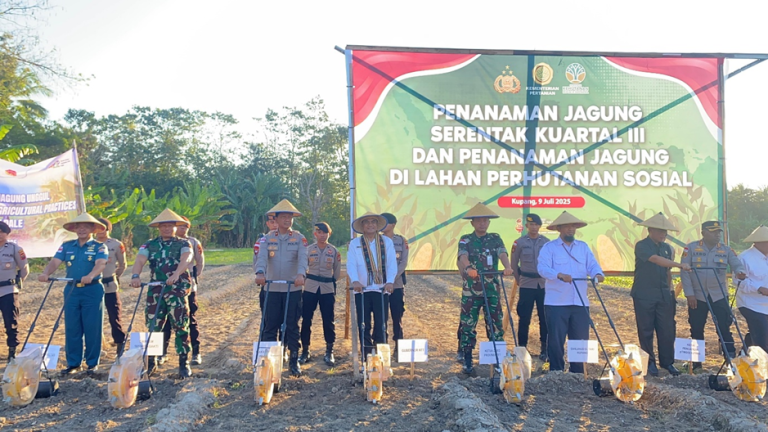 NTT Dukung Swasembada Pangan Nasional, Penanaman Jagung Serentak Dilaksanakan di Kabupaten Kupang