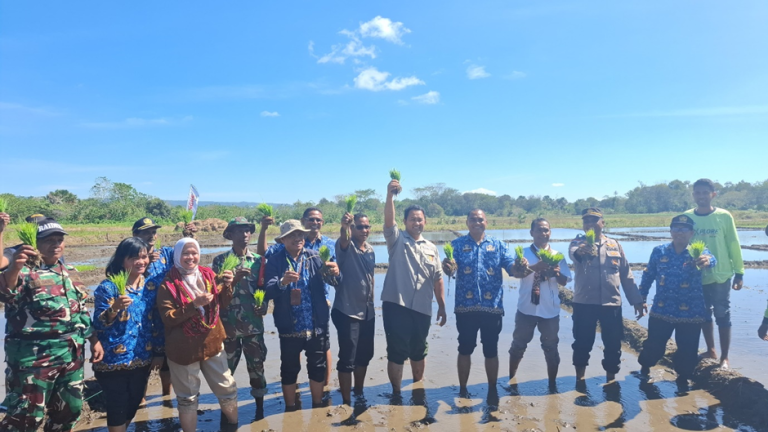 Tanam Padi dan Jagung Bersama Dorong Percepatan Tanam dan Swasembada Pangan Nasional di Kabupaten Kupang
