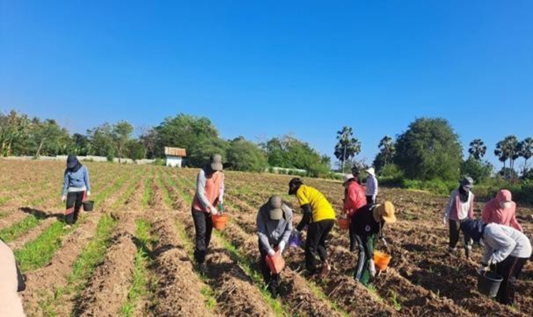 “Belajar dari Lapangan, Mengabdi untuk Pertanian” CPNS Penyuluh Pertanian Ikut Kegiatan Pemupukan dan Detasseling Jagung Hibrida di BBI Tarus