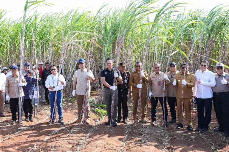 Dari Lahan Kering, Lahir Manisnya Gula Sumba Timur