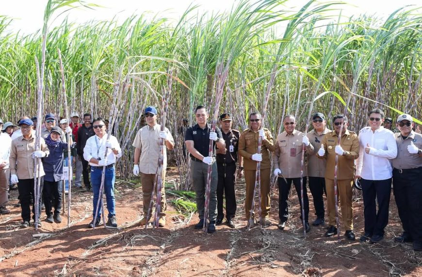 Dari Lahan Kering, Lahir Manisnya Gula Sumba Timur