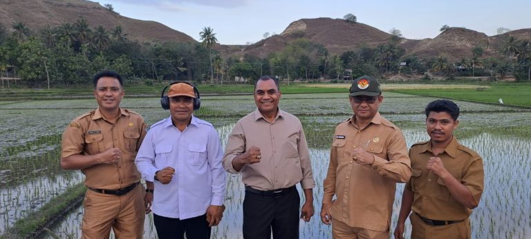 Kunjungan Kerja Kadis Pertanian NTT di Persawahan Mailiru, Sumba Timur