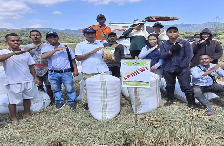 Hasil Panen Varietas SRIDEWI Kagetkan Petani di Boleng Manggarai Barat