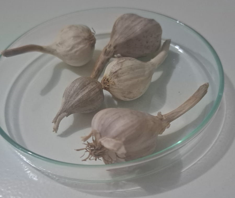 Laboratorium Hayati Kupang Kembangkan Kultur Jaringan Bawang Putih TTU