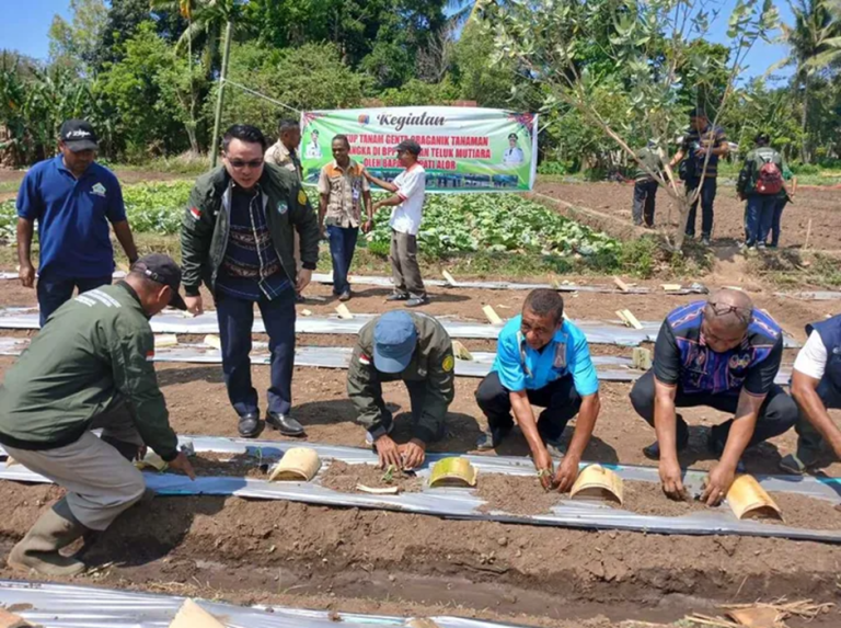 Tanam Semangka di Petleng, Wabup Alor: Dinas Pertanian Semakin Populer karena MBG