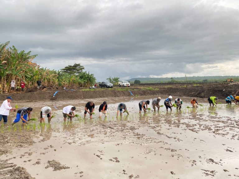 Tanam Padi Perdana Cetak Sawah Rakyat (CSR) Tahap 1 di Kolidoki, Desa Manusak