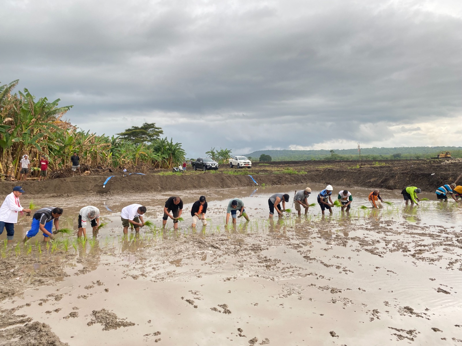 Tanam Padi Perdana Cetak Sawah Rakyat (CSR) Tahap 1 di Kolidoki, Desa Manusak