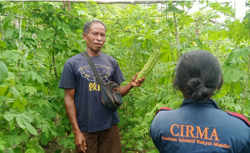Balasan Tahun Tanpa Hortikultura, Petani Kualeu Bangkit Bersama CIRMA: Sekali…