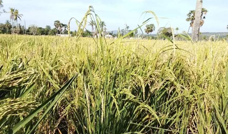 Air Mengalir Lancar, Petani Tersenyum: Tiga Desa di Kobalima Ucapkan Terima Kasih kepada SBS HMS