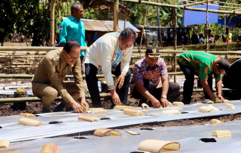 Pekarangan Pro Oli Mila, Jurus Bupati Paulus Turunkan Kemiskinan Sumba Tengah