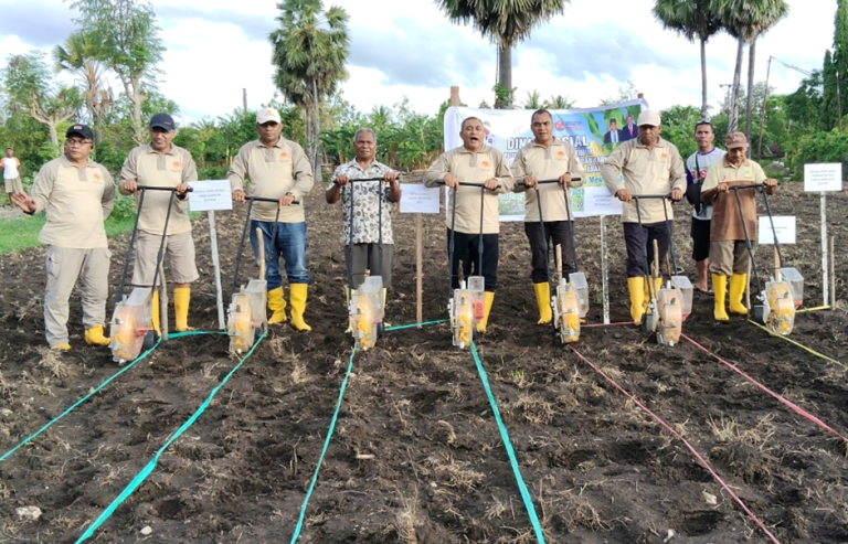 Kolaborasi Dinas Sosial dan Dinas Pertanian NTT Gelar Penanaman Jagung Serentak di Lahan 5 Hektare untuk Perkuat Ketahanan Pangan Daerah