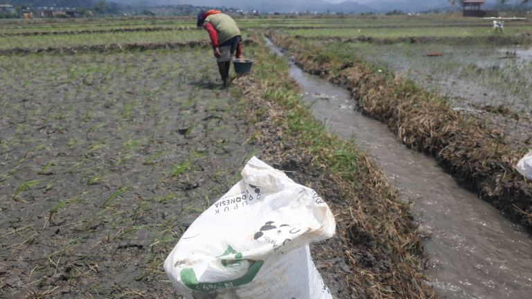 BBU Lembor Lakukan Pemupukan Perdana Tanaman Padi untuk Dukung Ketahanan Pangan NTT