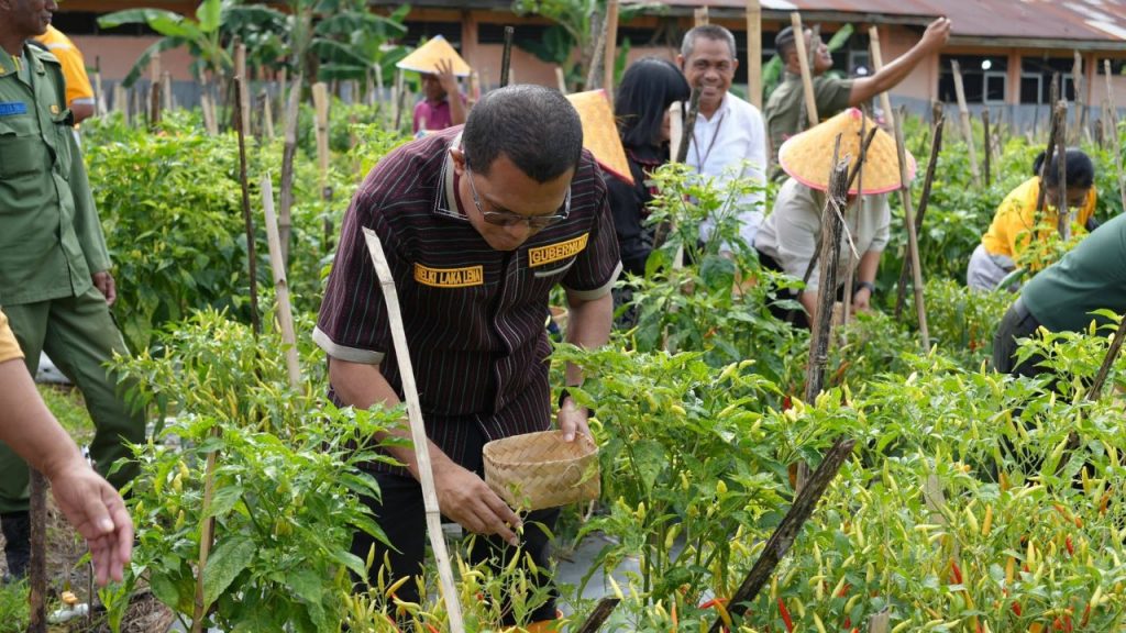 Gubernur Nusa Tenggara Timur (NTT), Emanuel Melkiades Laka Lena, menyatakan kegembiraannya menghadiri acara panen perdana cabai di SMAN 1 Kupang Timur, Kabupaten Kupang. "Saya sangat menyukai kegiatan menanam dan memanen seperti ini, terutama di tingkat SMA/SMK. Ini sejalan dengan program Melki-Johni yang fokus pada pemberdayaan ekonomi masyarakat berbasis potensi lokal di setiap daerah," ujarnya. Acara panen ini berlangsung pada Jumat pagi, di lahan seluas 20 are yang dikelola langsung oleh siswa-siswi SMAN 1 Kupang Timur. Kebun cabai ini merupakan bagian dari pembelajaran berbasis proyek (project-based learning) yang diterapkan sekolah. Sebanyak 3.600 pohon cabai ditanam, dengan perkiraan hasil panen mencapai 1 kilogram per pohon. Selain sebagai media belajar, inisiatif ini juga melatih keterampilan kewirausahaan bagi para siswa.