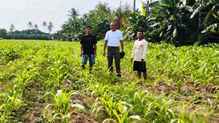 Kepala Dinas Pertanian dan Ketahanan Pangan Provinsi NTT Tinjau Lahan di BBI Tarus dan Noelbaki