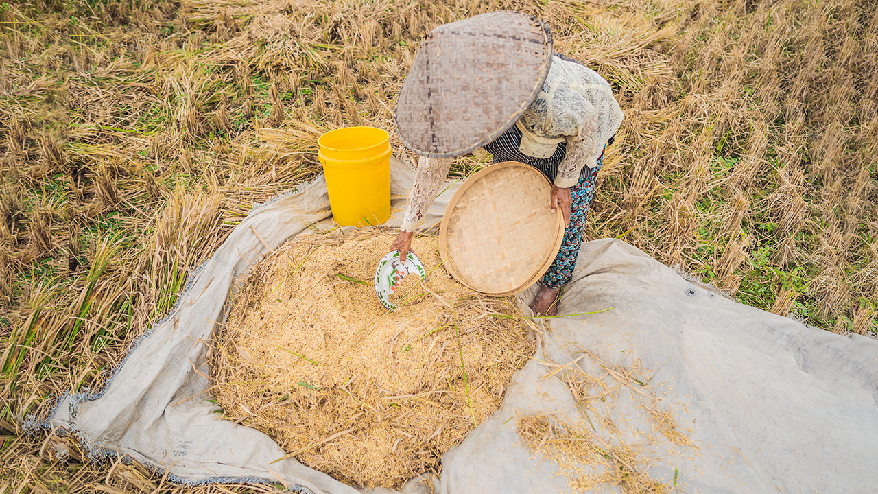 NTT Raih Penghargaan Swasembada Pangan 2025