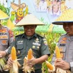 Polda NTT Catat Produksi Jagung Puluhan Ribu Ton di Tahun 2025